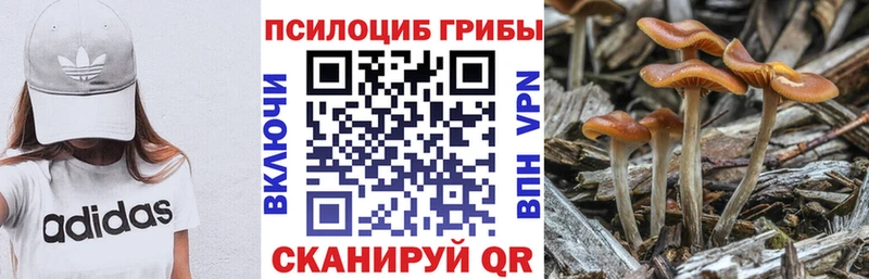 Псилоцибиновые грибы Psilocybine cubensis  сколько стоит  Лабинск 